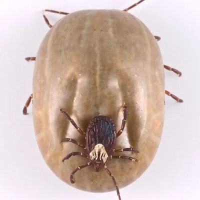 thumbnail for publication: Gulf Coast Tick, Amblyomma maculatum Koch (Acari: Ixodidae: Amblyomminae)